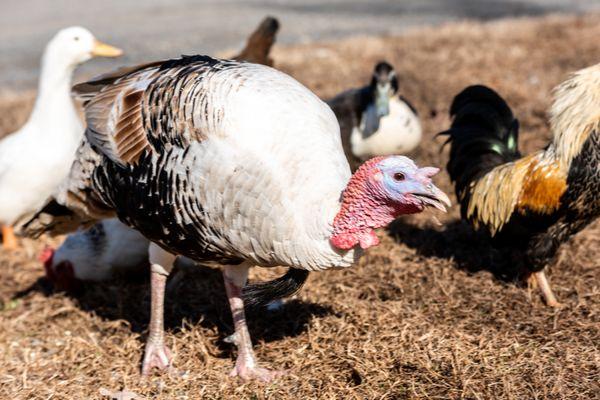 One Of Our Store Turkey's With Her Flock