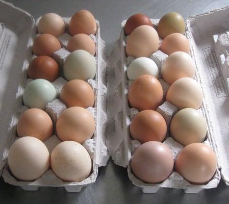 Chicken eggs