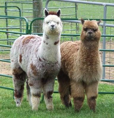 Painted Spring Farm Alpacas