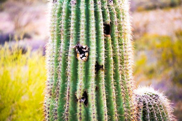 Saguaro Cactus
Vulture Mine Rd, Wickenburg AZ
--2024