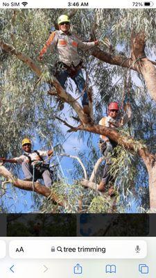 Eagles Peak Tree Service