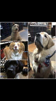 Please don't hesitate to bring your dog in our store, we love having them and we also have dog treats for them!