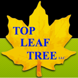 Top Leaf Tree