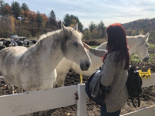 Gentle Giants Sleigh and Carriage Rides