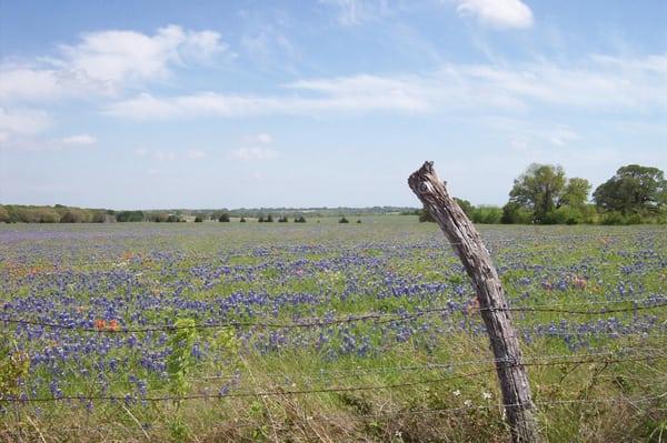 View of how beautiful our area is during the wildflower season every spring!!