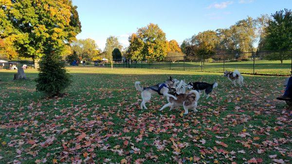 Bark Park, fenced in