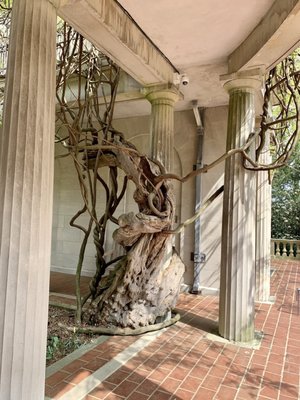 Wisteria Tree