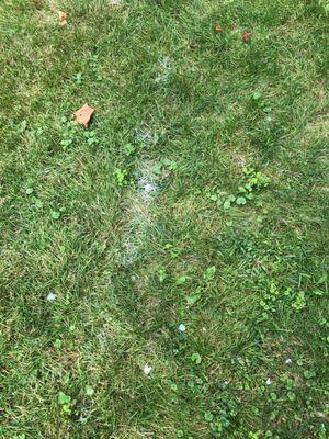 Paint in our neighbors grass