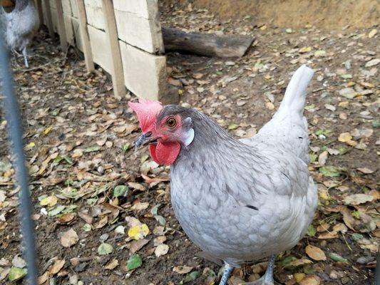 Baby chicks have grown up.