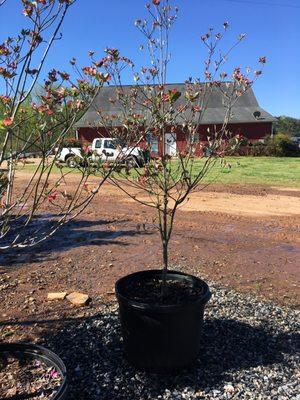 30 Gallon Cherokee Princess Dogwood Red