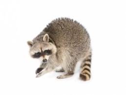 Animal Removal, Animal Control, Wildlife Removal, Racoon Removal, Pest Removal