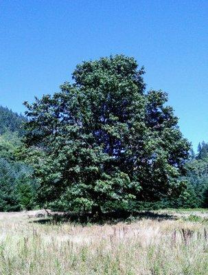 Big leaf maple in Cougar Valley State Park