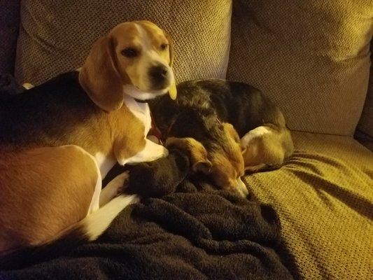 Our happy beagles!