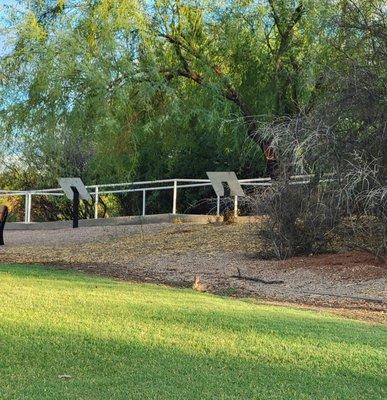 Walkway leading to the observatory. Do you see the sweet desert cottontail bunny?