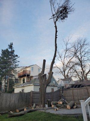 Remove large tree back yard.