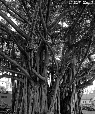 A huge Banyan tree in the backyard.