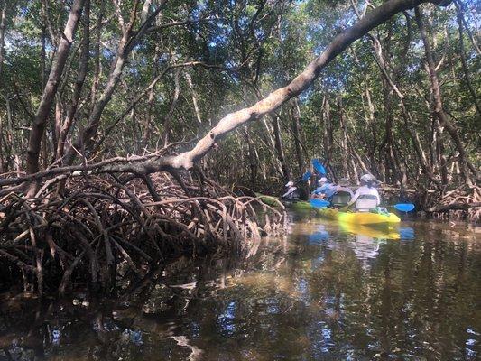 Mangroves