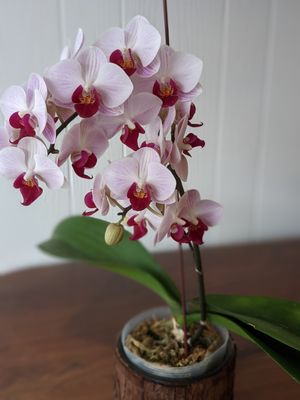 Potted orchids