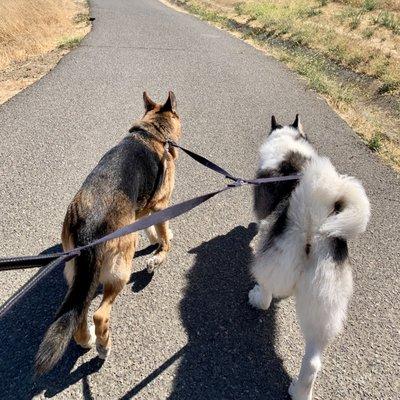 Kept my dogs on leash because there were lots of bikers