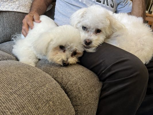 Many dogs feel relaxed and take naps after their adjustment! Here is Simba and Crystal relaxing after their visit to the chiropractor