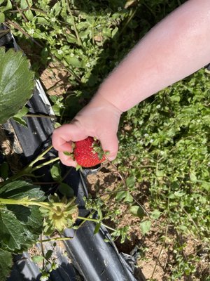 Strawberry picking season