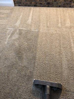 Helping your carpet looks nice again