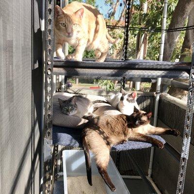 More Catio fun