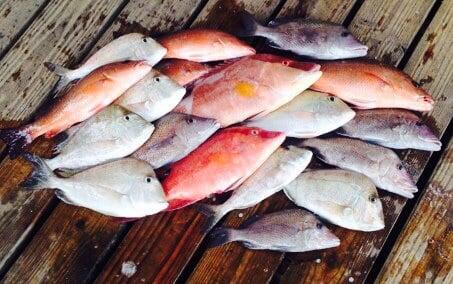 Reel Coquina Fishing Charters