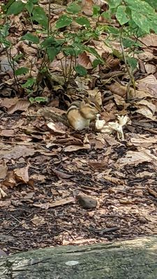 chipmunk enjoying some mushroom