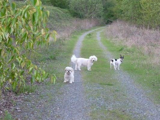 Li'l Bear, Bindi, Bugsy and me on a walk.  New do's from Fuzzy Friends Renton still look good :) Bugsy just sheds