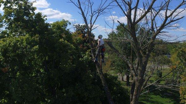 Ugly Truck Tree Service