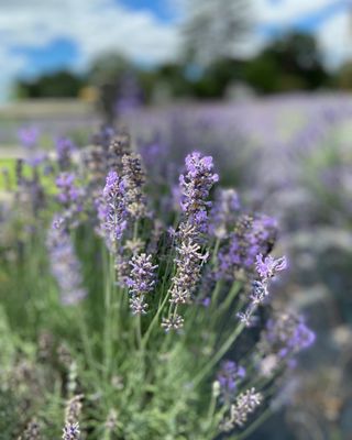 Organic lavender fields.