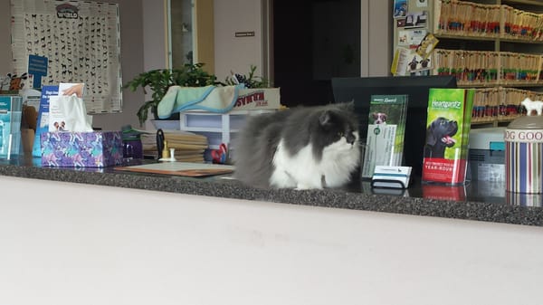 Office cat, Fuzz.