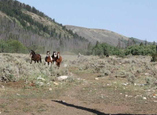 horses coming in to ride