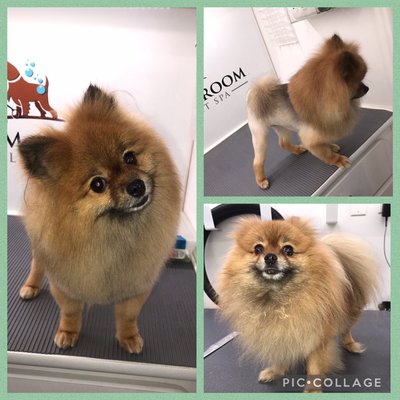 Pomeranian lion