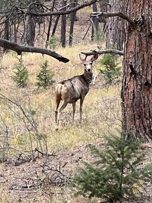 Wildlife roam through the grounds