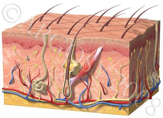 This is what your skin looks like beneath the top layer