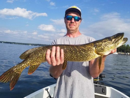 31.5" Northern Pike caught by my husband on his birthday fishing trip.