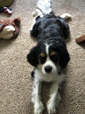 Scout after a trim from Jesse at Camp Bow Wow Woodstock