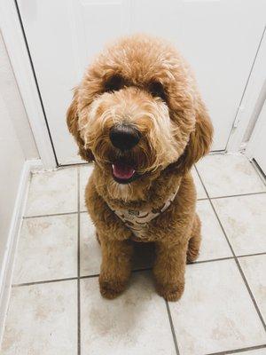 Golden doodle