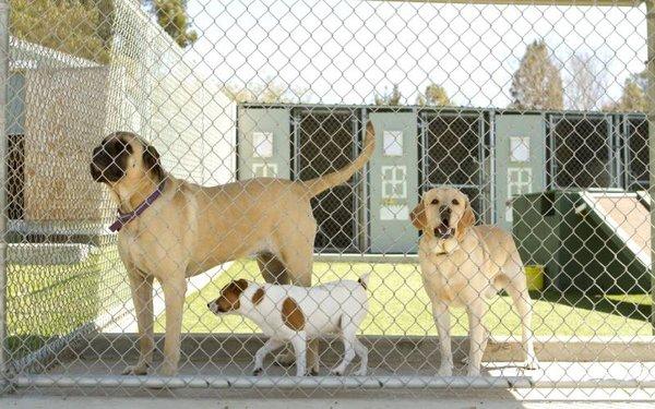 three dogs enjoying the boarding facility at Bonner Springs Animal Care Center