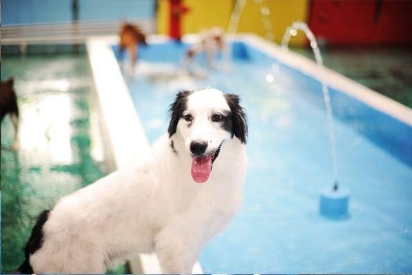 The dogs have a blast in the 30ft indoor splash pool!