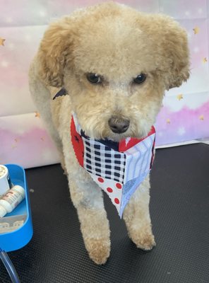 Happy 4th of July everyone!
From Mia Bella Pet Grooming LLC