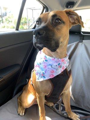 Hailey after her grooming session (nails, ears, deshedding, hair cut) and a bandana that the Groom Room gave to make her cuter!