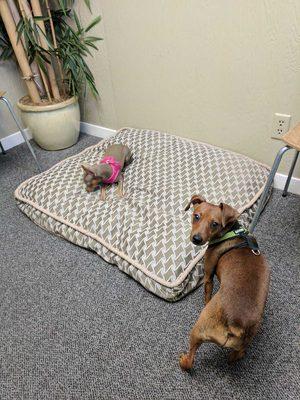 Both Pudding and Banana waiting for the Dr. on the comfy dog bed.