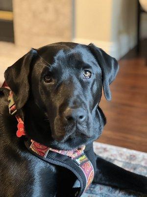 Snacks with his new harness, being such a calm puppy!