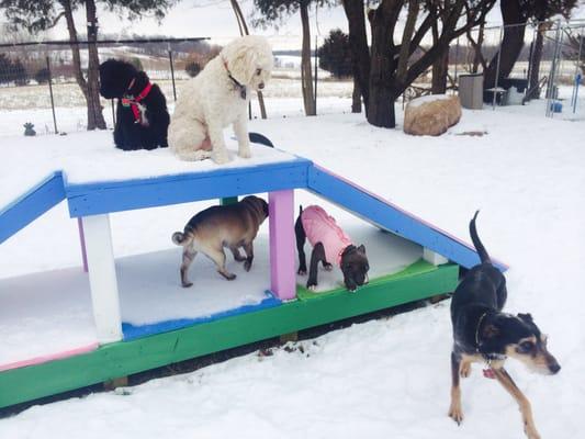 Adam & Tina's Puppy Love Doggie Daycare