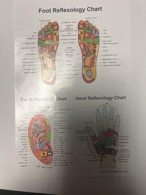 The explanations of each part of foot, ear, and hand.