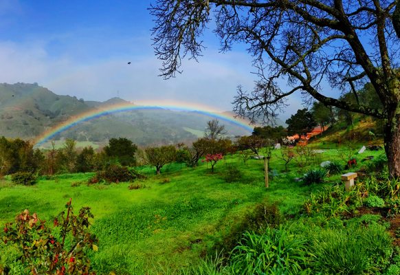 The view outside Diane's studio... just after a rain earlier this year.