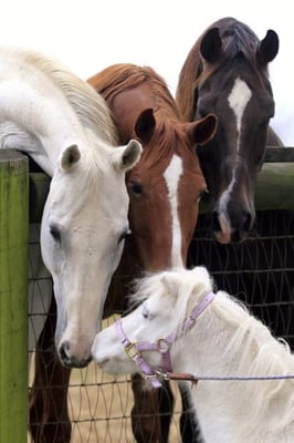 Ghost, Casey, Sundance and Mini Pearl, just a few of our many rescue horses and ponies.